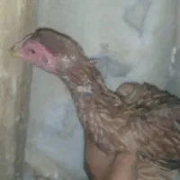 ماکیان خروس