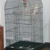 عروس هلندی سخنگو نر