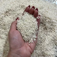 برنج هاشمی درجه ۱ ۳۰۰ کیلو موجود|خوردنی و آشامیدنی|لاهیجان, طالقانی|دیوار