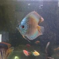 دیسکس ۵و ۶اینچ|ماهی|تهران, آهنگ|دیوار