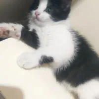 واگذاری گربه بسیار بازیگوش