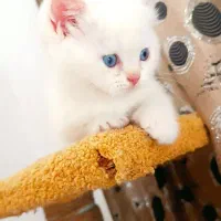 گربه میکس پرشین اسکاتیش