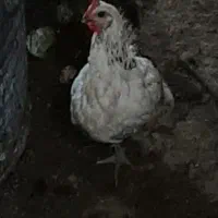 مرغ خروس|حیوانات مزرعه|رامسر, |دیوار