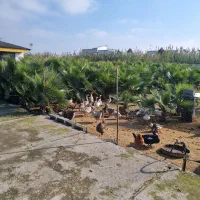 فروش درخت پالم