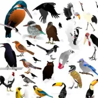 فروش انواع پرندگان زینتی و غیر زینتی