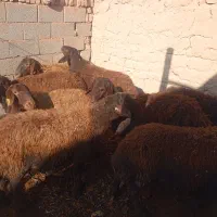 گوسفند|حیوانات مزرعه|جوین, |دیوار