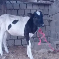 گوساله به فروش می‌رسد