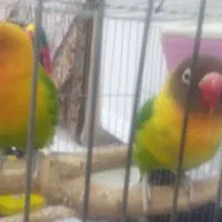طوطی بریزیلی مولد یقه زرد