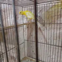 فروش قناری|پرنده|عجب شیر, |دیوار