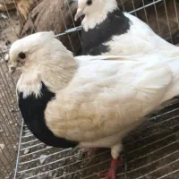 یک جفت طوقی و یدونه خرقه معاوضه با نقش|پرنده|شاهینشهر, پاسداران|دیوار