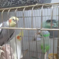 عروس هلندی سه عدد نر ویک ماده|پرنده|ری, حمزه‌آباد|دیوار