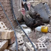 بوقلمون