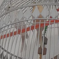 تعدادی قناری|پرنده|شیروان (خراسان), |دیوار