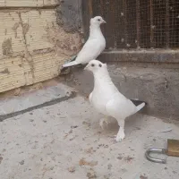 دم سیاه کلاهی و کوسه عتیقه|پرنده|کرمان, |دیوار