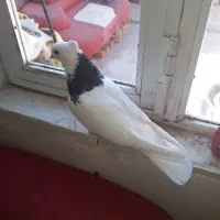 کبوتر|پرنده|اردبیل, |دیوار