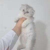 طوله گربه|گربه|آبادان, |دیوار