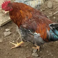 تعدادی خروس محلی