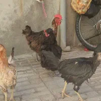 مرغ کردی