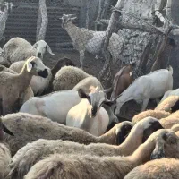 گوسفند داشتی درجه یک