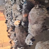 ۱۴۰ راس گوسفند