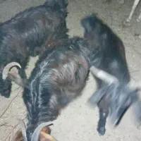 ۶عدد‌کهره‌نر‌به‌فروش‌میرسد