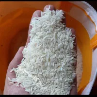 برنج تارم محلی اصل