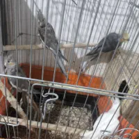 یک جفت عروس هلندی با دو عدد جوجه کاملا سالم