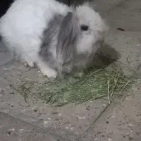 خرگوش خوشگل