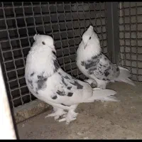 کبوتر شازده هما سرور کاکلی