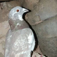 کفتر پرشی نر