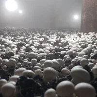 ۳۰ عدد قفسه قارچ ویک عددمهپاش برای پرورش سالن قارچ