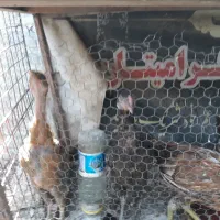 جوجه لاری