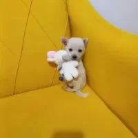 کوچولوهای ۱۰۰ گرمی اصیل عروسکی