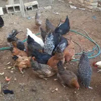 مرغ خروس رسمی تخمی