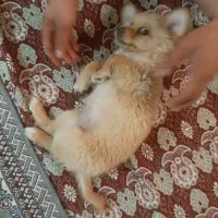 سگ کوچولو|سگ|اصفهان, شهرک امام خمینی|دیوار