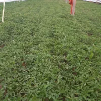 نشا گوجه|خدمات باغبانی و درختکاری|زنجان, |دیوار