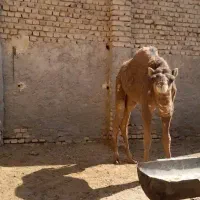 شتر گم گشته