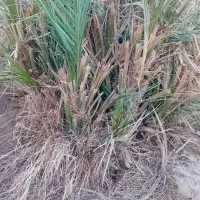 جنگ درخت بیست ساله تضمینی مرگ ندارن