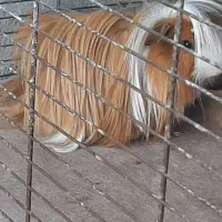 ۲تا خوکچه هندی موبلند یه نر دوتاماده