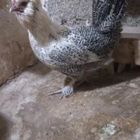 ۱عدد مرغ نژاد دار ۶۰۰ تومان ۱عدد مرغ جنگلی ۴۵۰|حیوانات مزرعه|مشهد, سجادیه|دیوار