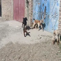 2تاگوسفند زاییده بابزغاله|حیوانات مزرعه|ایرانشهر, |دیوار