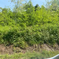 زمین مسکونی|فروش زمین و ملک کلنگی|لاهیجان, شیخ زاهد|دیوار