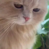 پرشین دال فیس