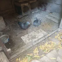 سه عدد کبوتر سبزپر