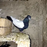 کبوتر طوقی و قزوینی