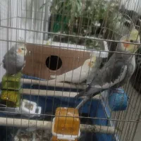 فروش ۵عدد عروس هلندی