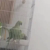 ملنگو مولد معاوضه با گرینچیک مولد