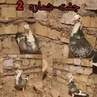 کبوتر یا کفتر آلمانی