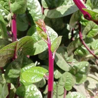 قلمه گل لوبیا سحرآمیز