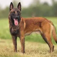 حیوانات خانگی